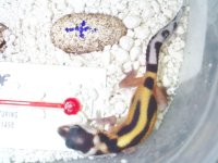 eggs and baby 002.jpg