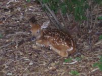 bambi.JPG