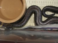 CRB Female 01.jpg