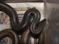 CRB Male 01.jpg