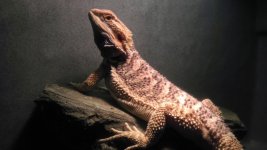 Kiefer 111011.jpg