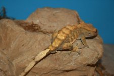 hqn2_5-15-12.jpg