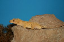 tgrd1_5-15-12.jpg