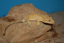 tgrd2_5-15-12.jpg
