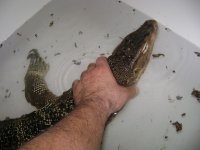 love of my life tegus and vladimir 010.JPG