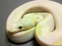 BlackEyedLucy BP12 (2).jpg