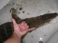 love of my life tegus and vladimir 014.JPG