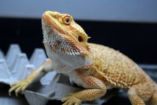 white beard.jpg