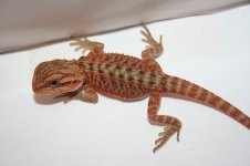 scarletXhoudinifemaleholdback.jpg