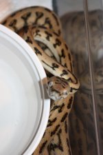IMG_6285.JPG