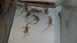 Lot of babies.jpg