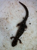 Salamander (2).jpg