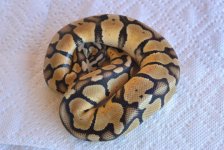 DSC_8091.jpg