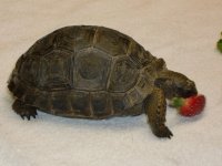 aldabra1.jpg