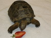 aldabra2.jpg