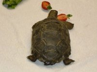 Aldabra3.jpg