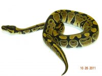 Female N Tub 11a.jpg