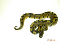 Male N Tub 4.jpg