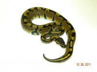 Male N Tub 4a.jpg