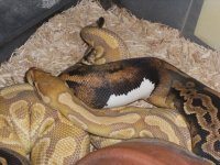 Black Pastel Het Pied x Caramel 002.jpg