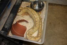 Caramel Albino female ovulating.jpg