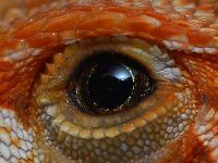 red-hypo-trans-f-3.jpg