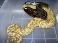 Caramel x Pied.jpg