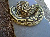 IMG00414-20110627-1252.jpg