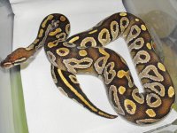 mojave 003.jpg
