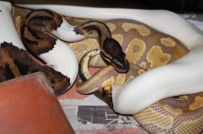 Pied and Caramel 2010 002.jpg