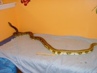 snake pictures 12-30-11 023.jpg