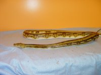 snake pictures 12-30-11 009.jpg