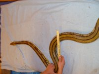 snake pictures 12-30-11 015.jpg