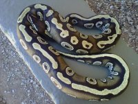 IMG00417-20110627-1307.jpg