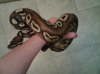 IMG00917-20120213-1935.jpg
