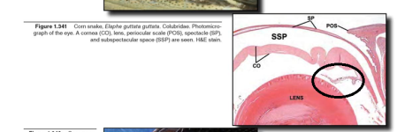 Iris IDPR.png