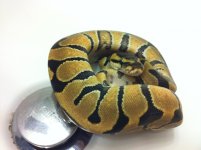 Enchi.jpg