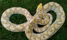 purpleretic21.png