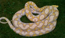purpleretic2.png