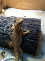reptiles 018.jpg
