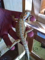 reptiles 016.jpg