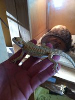 reptiles 015.jpg