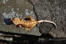 DSC_0042-1-1.jpg