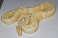 AlbinoFemale956g.jpg