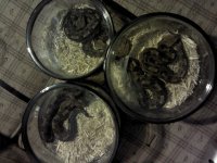 IMG_20120417_001657.jpg