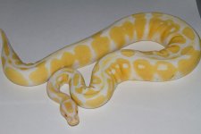 AlbinoFemale653g.jpg