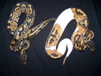 100_3637.jpg