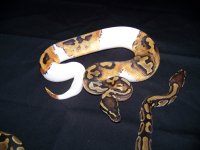 100_3638.jpg