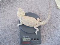 hypo4.jpg