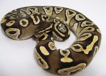 male mojave edit 1.jpg